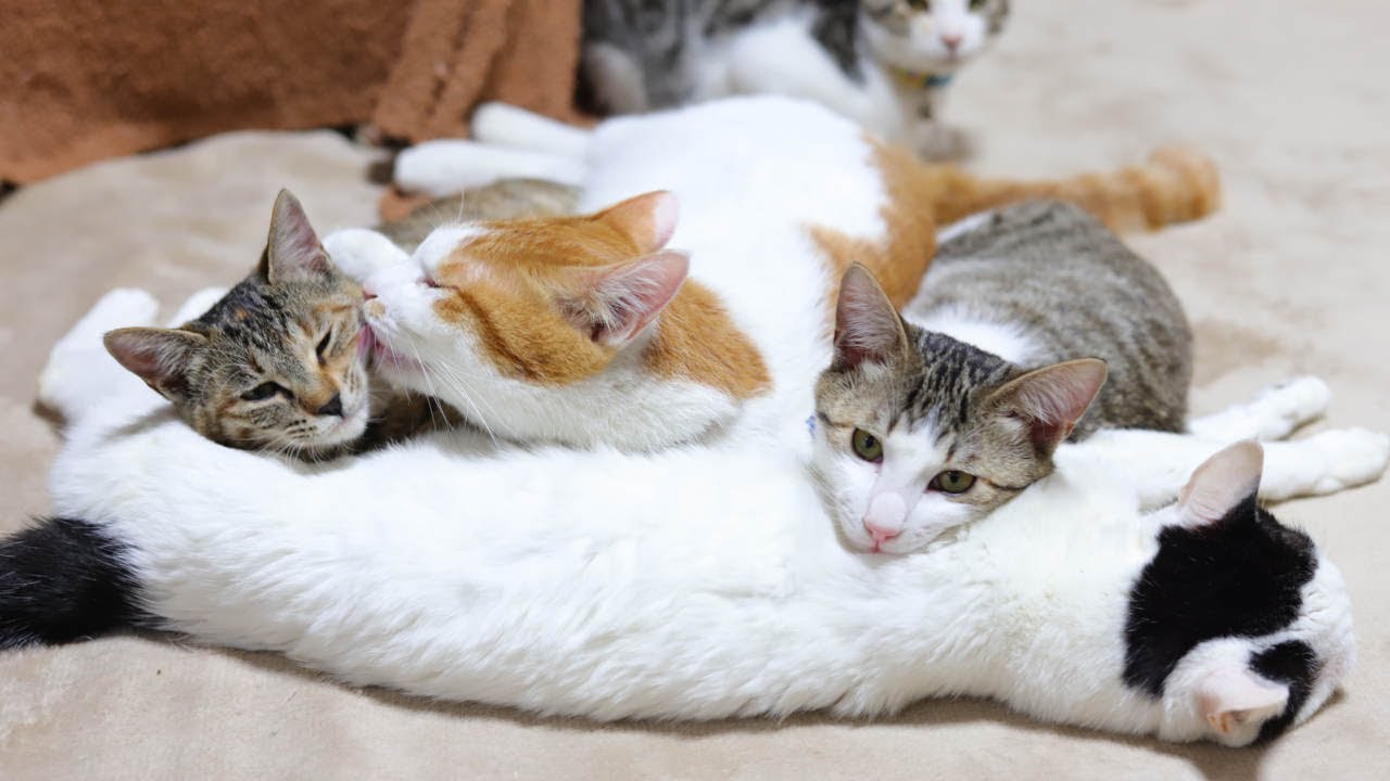 ちび枕のちろと子猫たち　230330