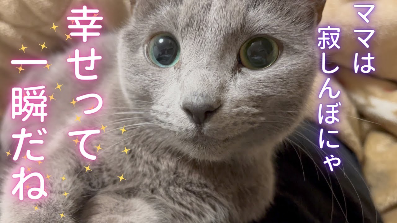 気まぐれ猫と寂しんぼママ（ロシアンブルー）
