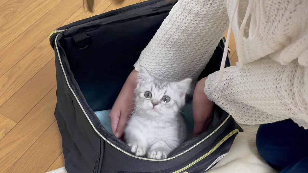 マンチカンの子猫、はるちゃんがやってきた！