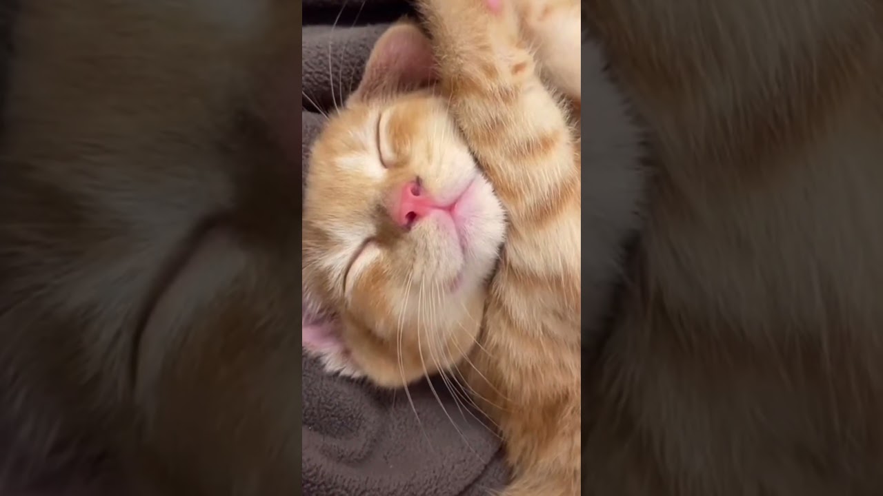 子猫時代の寝顔を集めたら可愛いすぎてやばい･･･ #shorts