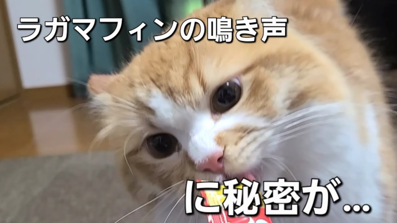 ラガマフィンの鳴き声に隠された意味と性格について。あなたの知らないペットの魅力【隠された秘密】