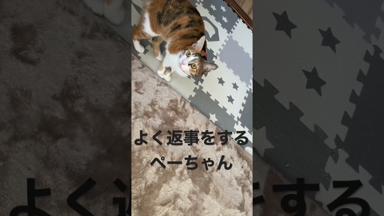 よく返事をする元野良猫 #cat #保護猫 #子猫