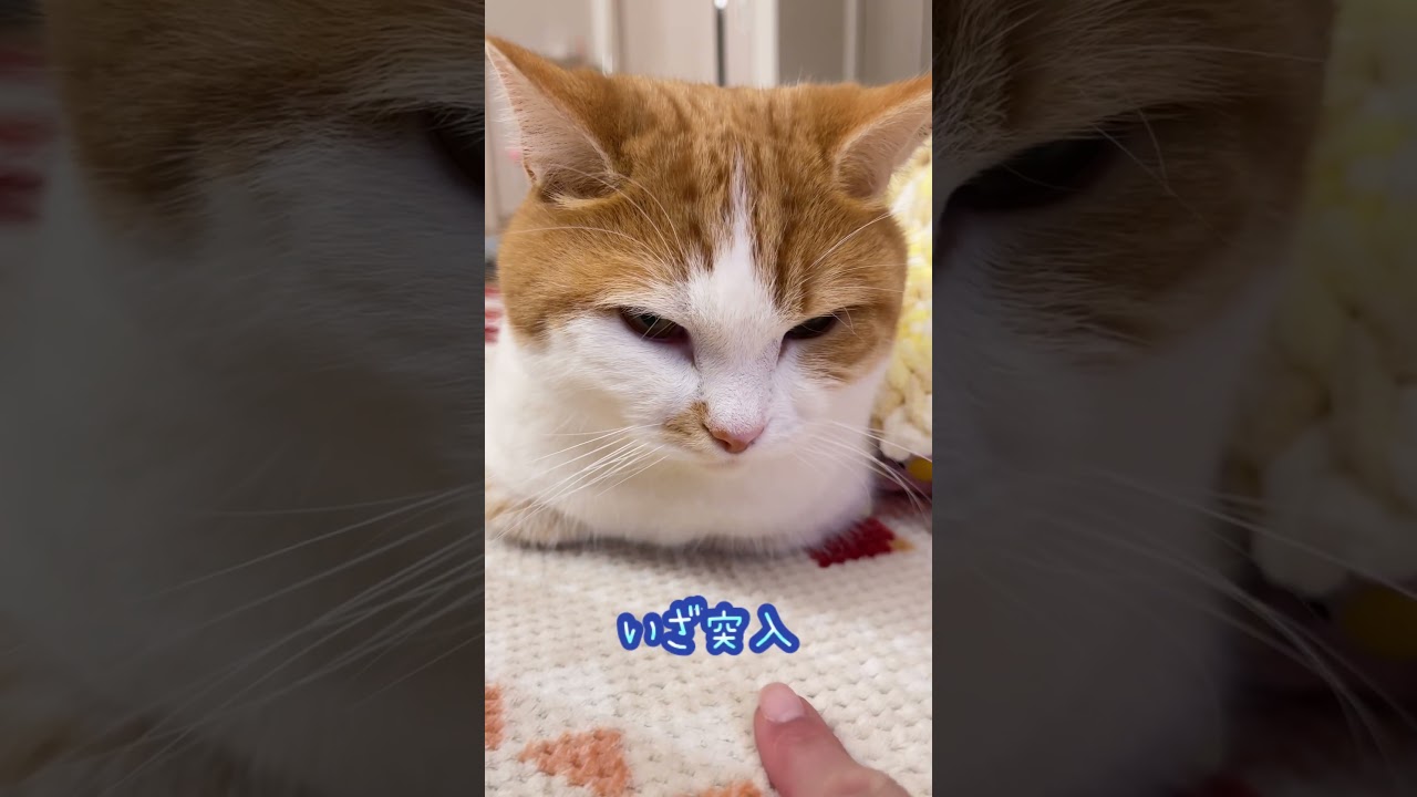 期待を裏切らないねこ【短足マンチカン】#664