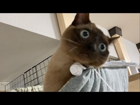 トンキニーズ 【2023/03/23】