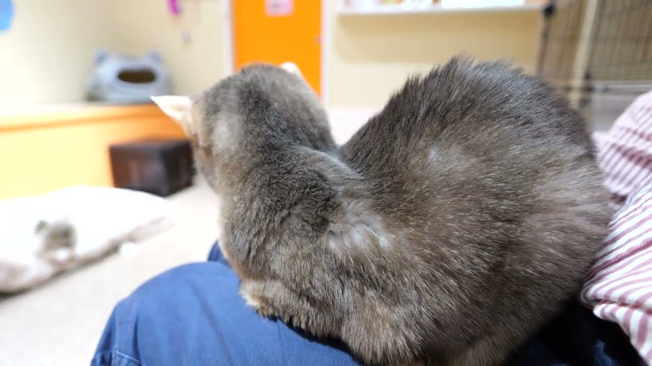 【アビシニアン】アンちゃんクシャミがでるけど、久しぶりのお膝のり　ガンの治療も一年がんばっています