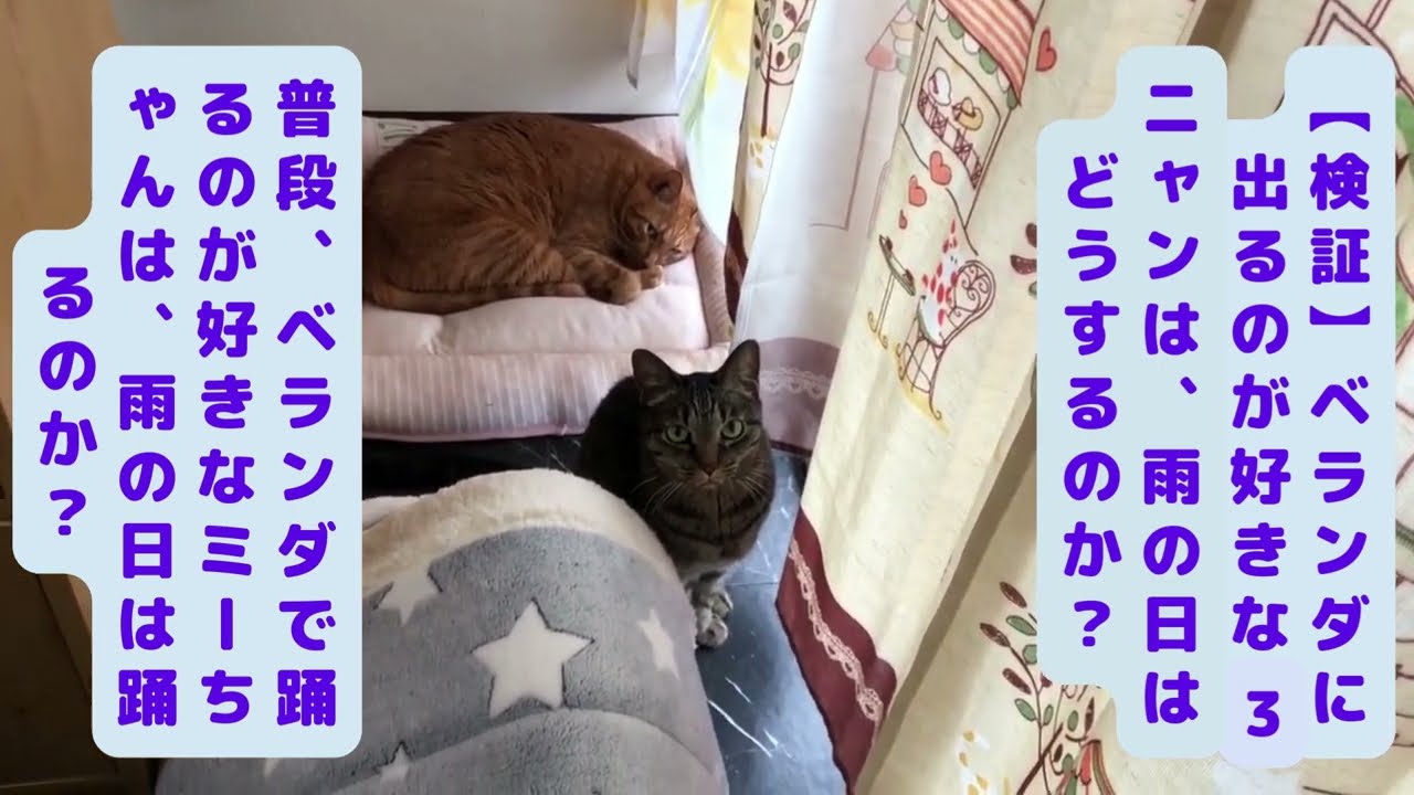 【検証】【日本猫の３ニャン】猫は本当に体が水で濡れるのを嫌がるのか❓