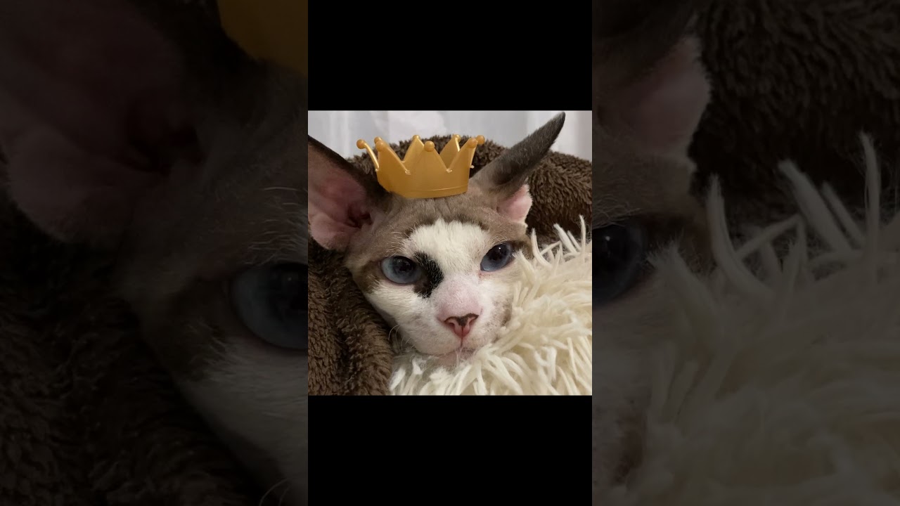 165:Sphynx cat スフィンクス猫王子の貫禄