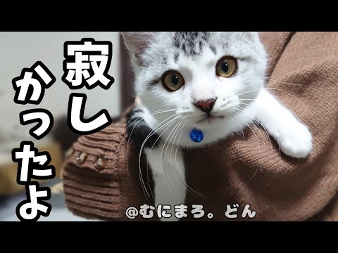 お留守番してた子猫が全身で「おかえり」と甘える姿がかわいい。