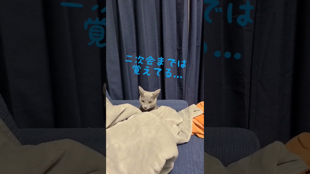 飲みすぎて記憶がないぬこ #猫 #ロシアンブルー #shorts