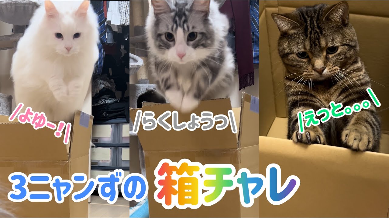 メインクーン&マンチカンの箱チャレ #shorts
