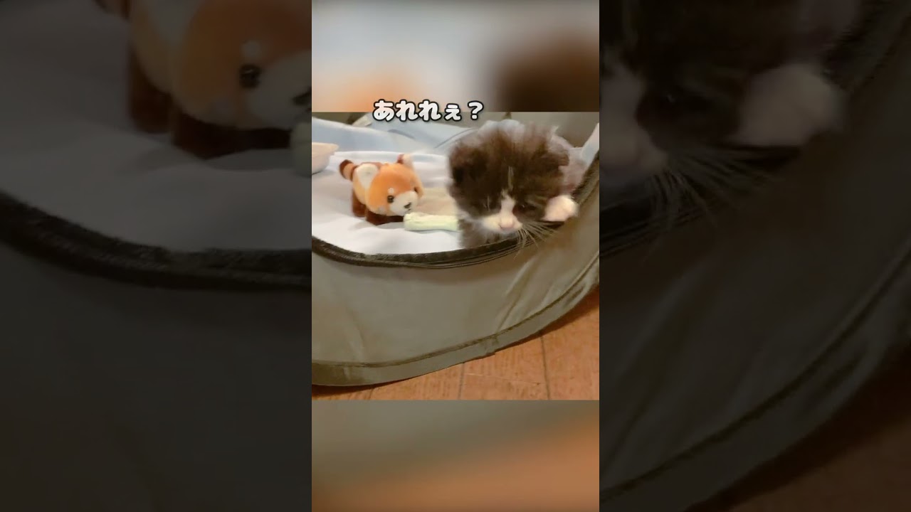 子猫「ママァー！ボクひとりでできたよぉ！」 #shorts