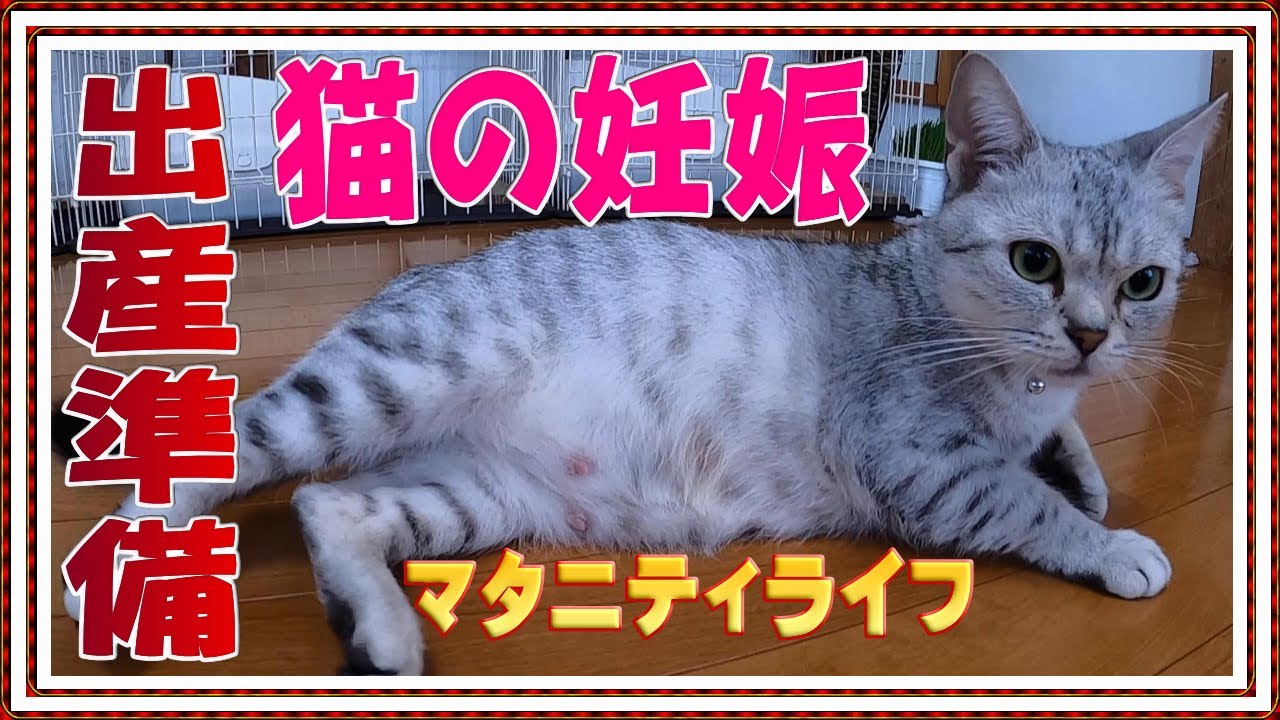 【猫の妊娠 出産準備】2度目の妊娠‼オシキャット最後のマタニティライフ【父猫ベンガル猫 産まれてくる子猫はチートー猫】