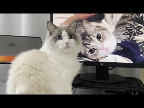 【もちまる日記】うちのラグドール猫がもち様に憧れすぎてこうなっちゃいました…