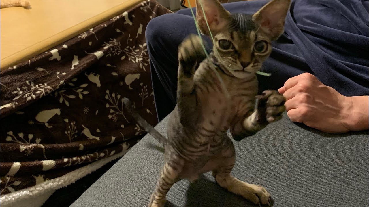 デボンレックス子猫は猫パンチの達人です(Devon Rex kitten is a master of cat punch)