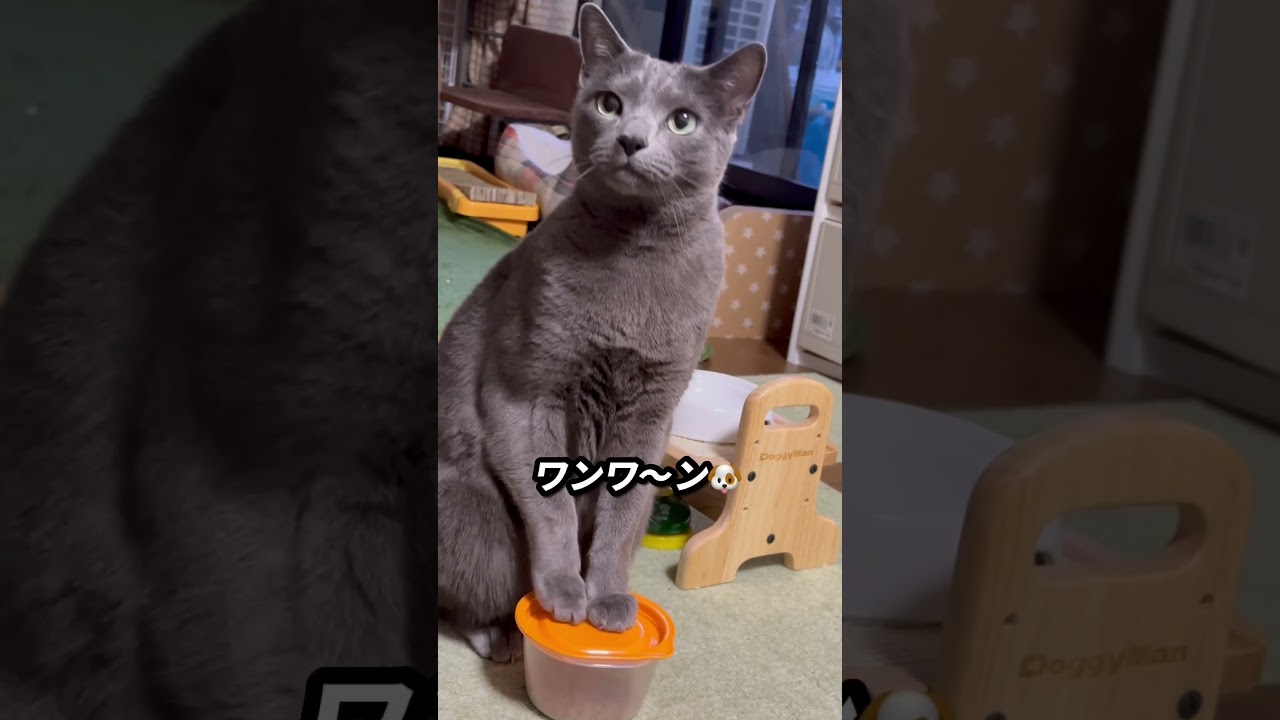 【ロシアンブルー】今朝のめろん...ちとドジ⁇🤭【猫】#shorts