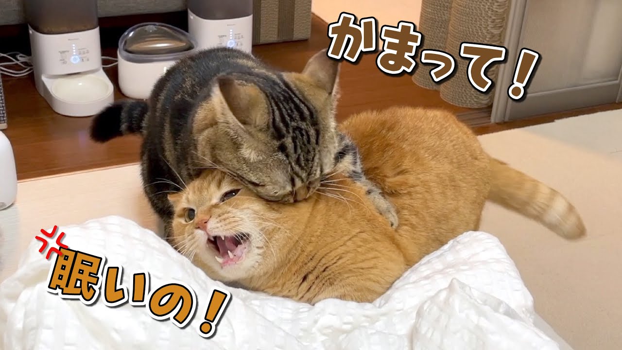 パパがいない寂しさをぶつけてくる弟猫にたじたじな兄猫
