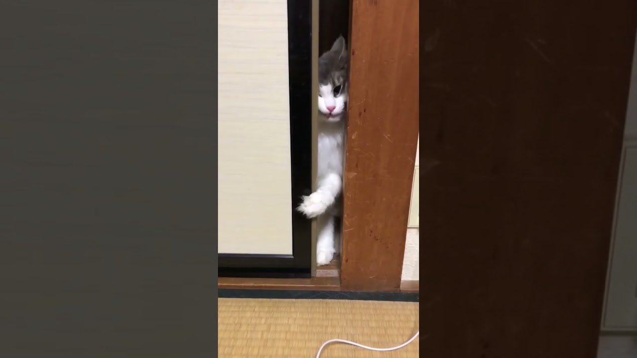 お部屋に入りたい猫 #長毛種 #cat #ノルウェージャンフォレストキャット #猫