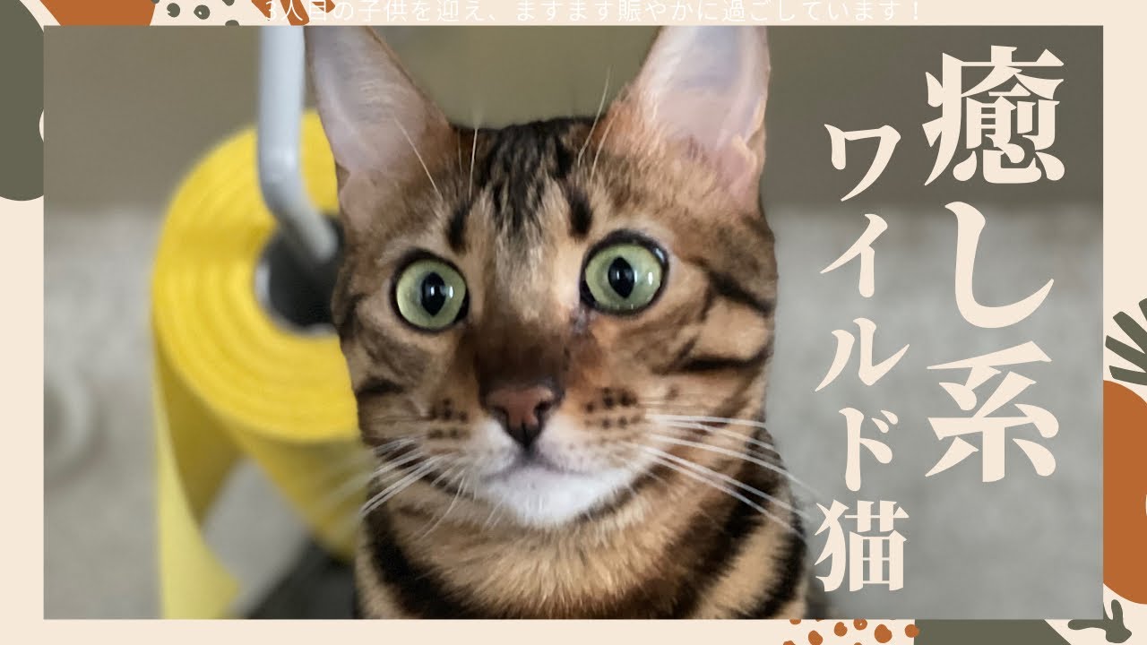 ヒョウ柄だけど穏やかで優しいんです（ベンガル猫とアビシニアン）BEST FUNNY CATS&KITTENS