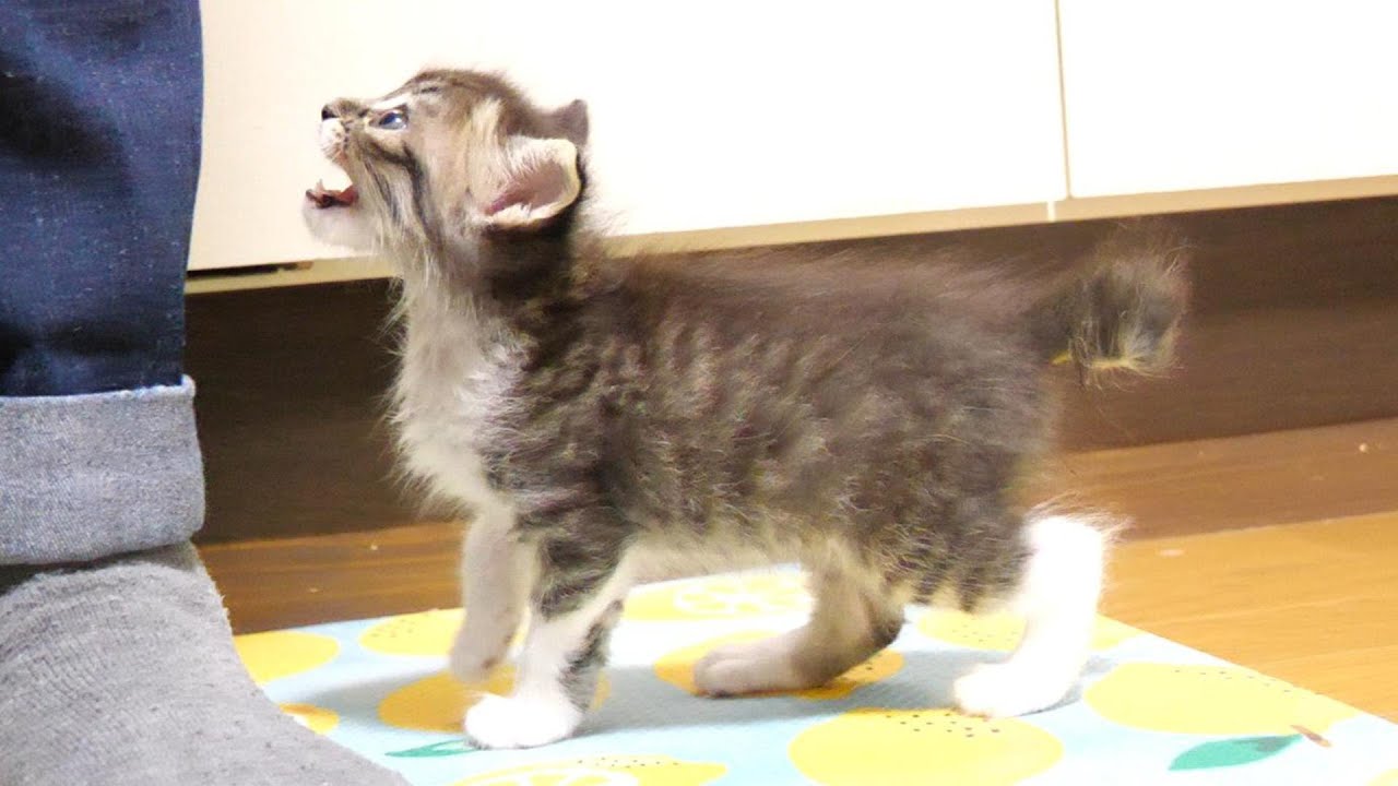 ご飯はまだ、出来ませんかと子猫が何度もママに確認する【赤ちゃん猫　保護猫】