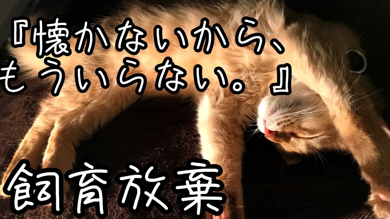 『懐かないから、もういらない。』購入したその日のうちに飼育放棄されたソマリの話。