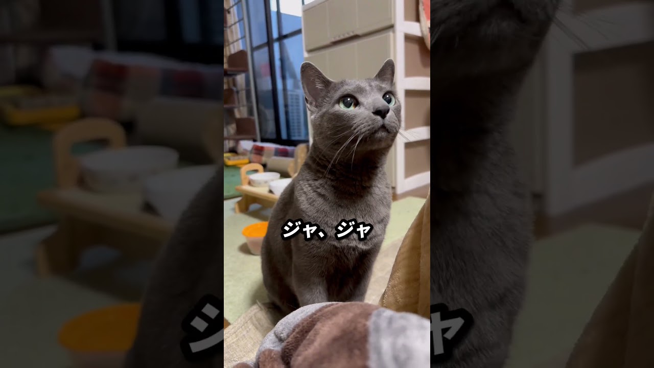 【ロシアンブルー】今朝のめろんのおねだり..声枯れ気味かな🤔【猫】#shorts