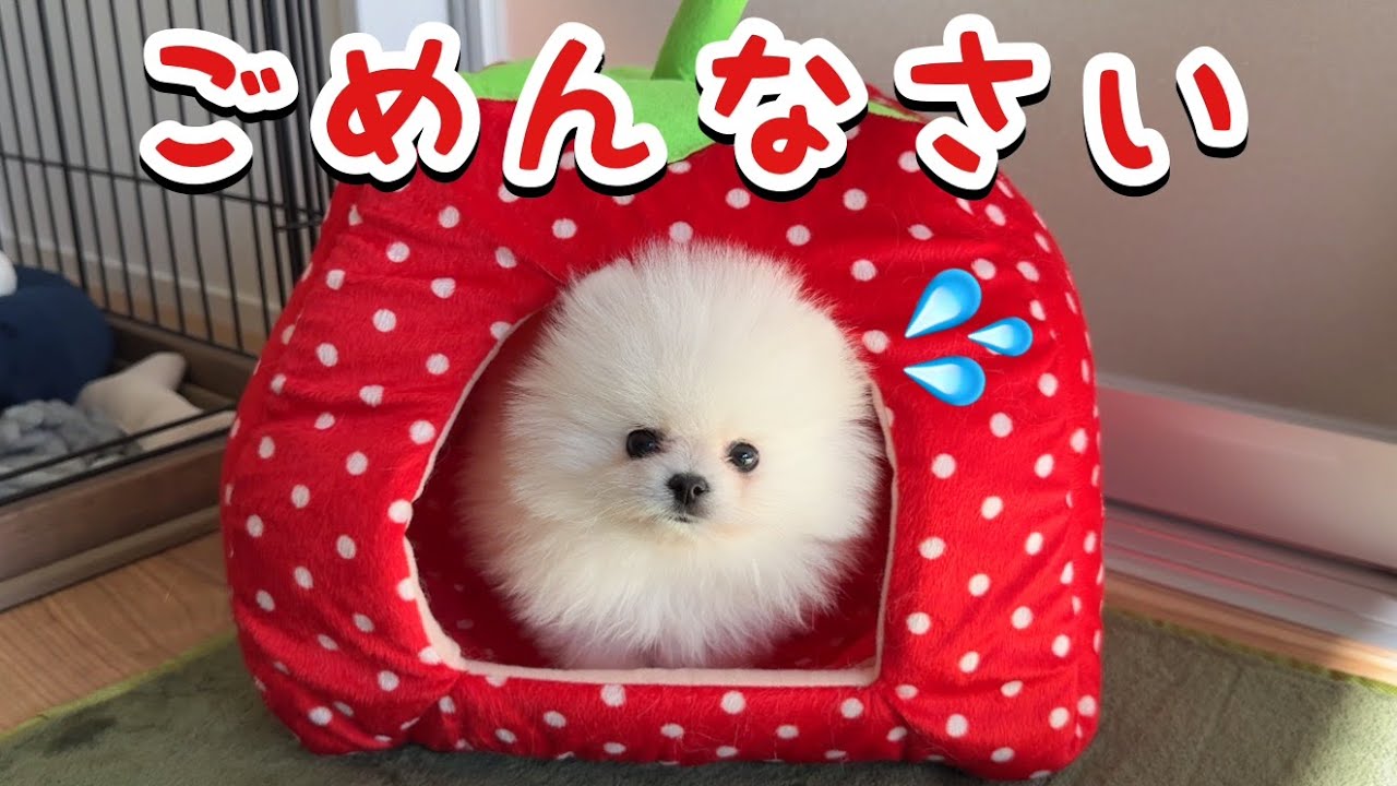 やんちゃな子犬がとうとう猫に大変なことをしてしまい危機的状況に！【事件】