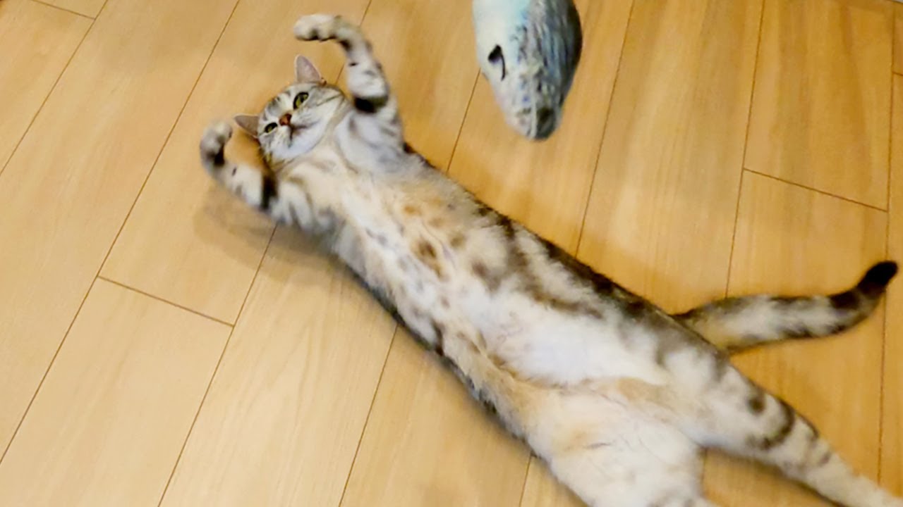 おもちゃを背中にあてるとへそ天になる猫【アメリカンショートヘアー】