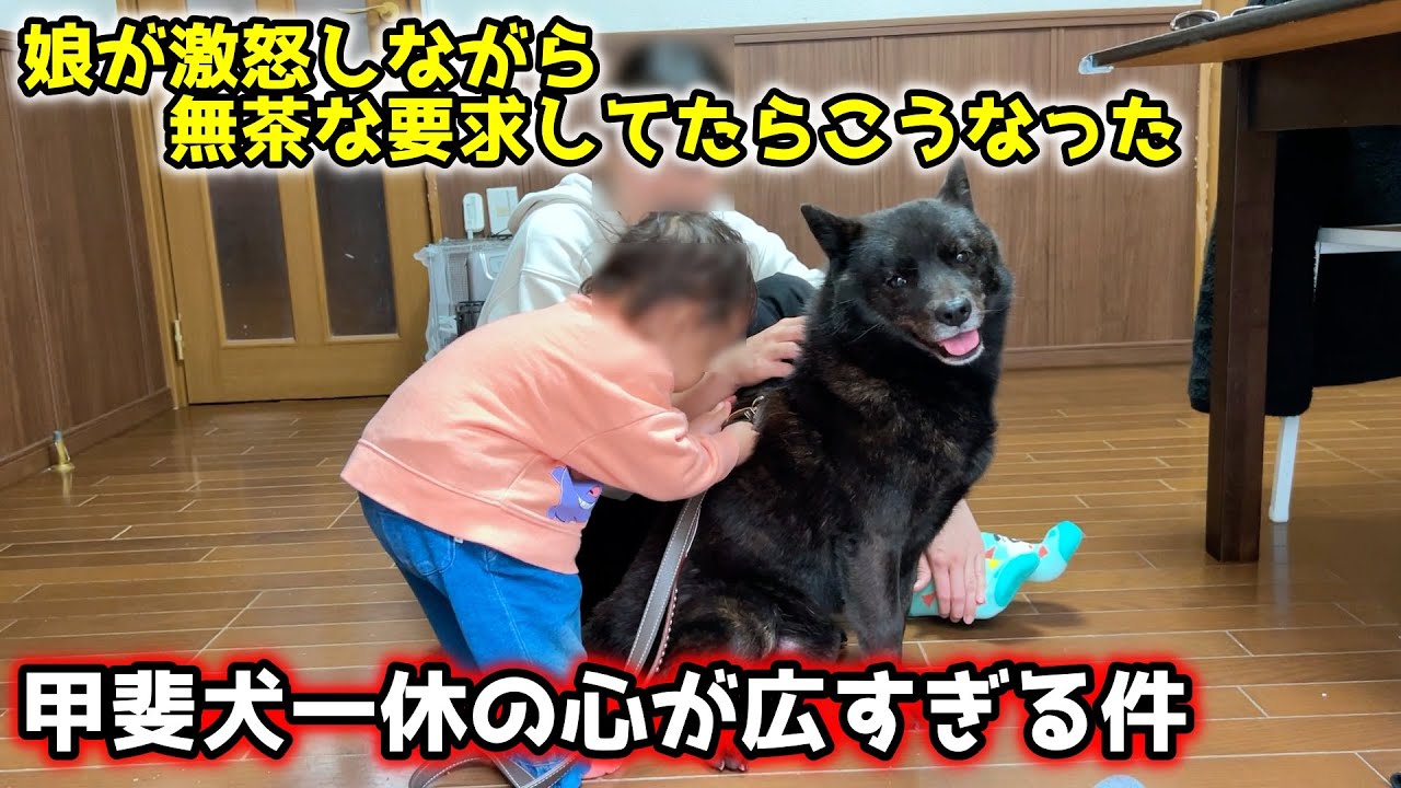 【甲斐犬】娘が激怒しながら無茶な要求してたら愛犬がこうなりました