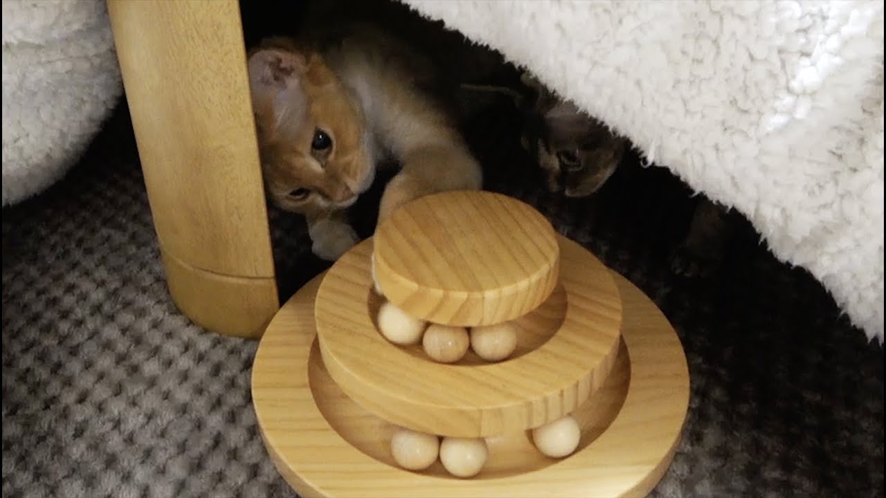くるくるタワーで楽しそうに遊んでるデボンレックス兄弟(Devon Rex brothers enjoy playing with their favorite toy)