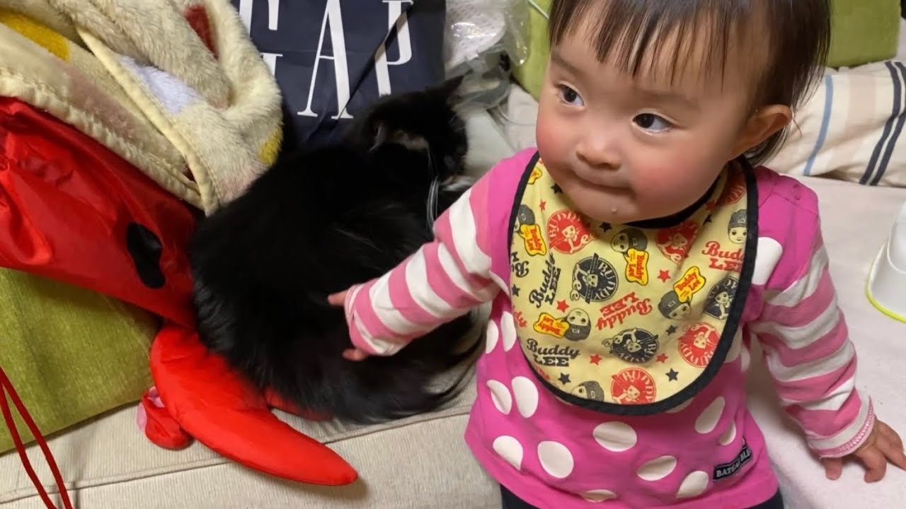 赤ちゃんに触られるようになっても近くで過ごす猫　ノルウェージャン　ラガマフィンcat that stays close even after being touched by a baby.