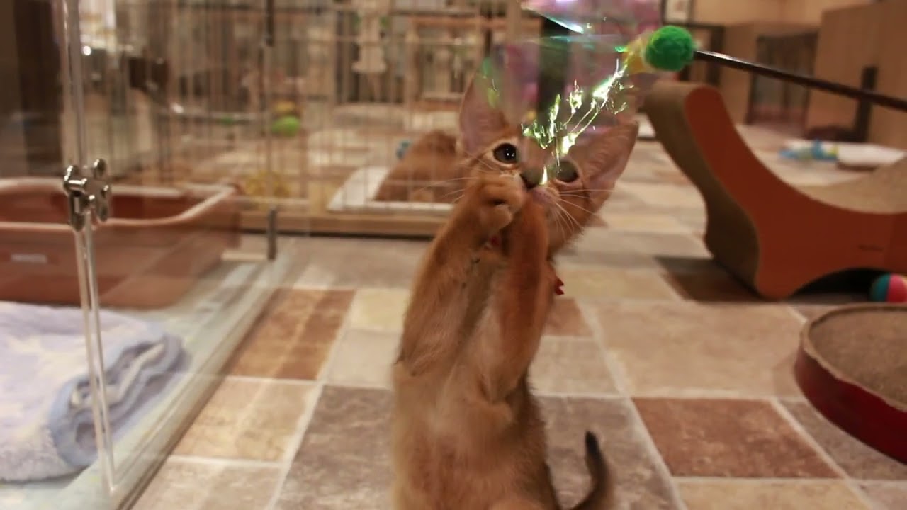 No60054 アビシニアン 2022年6月19日生まれの女の子