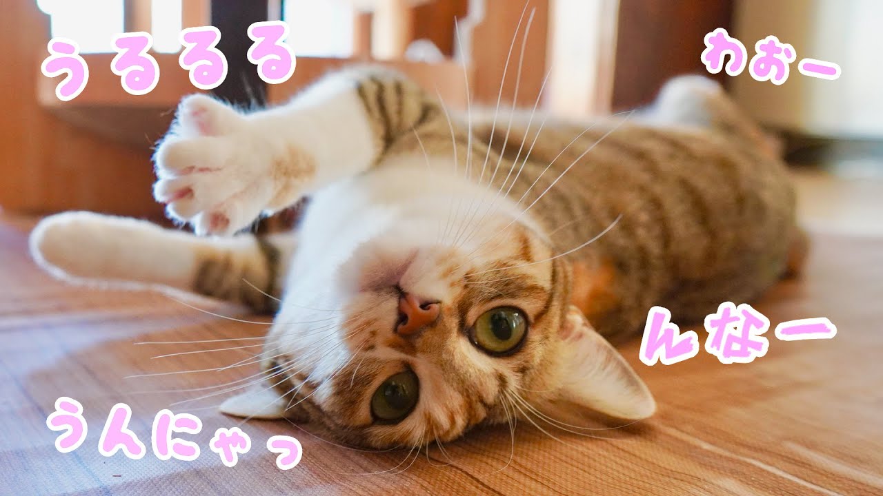 初めて発情期を迎えた子猫はこうなります‥汗