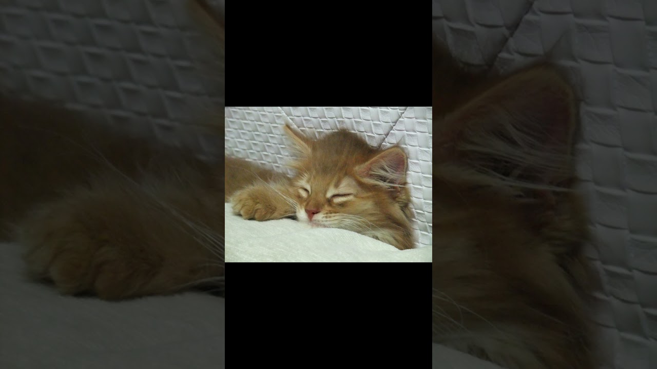 ソマリ13歳　猫の誕生日＆生い立ち♡#shorts #ソマリ #スコティッシュフォールド