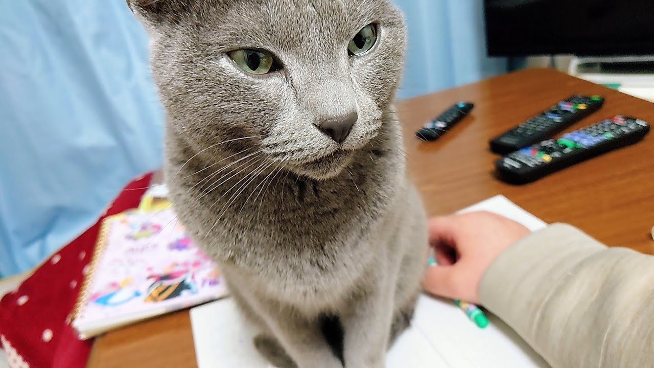 【猫動画】嫁がノートを広げると邪魔をするロシアンブルー【russianbule】Russian blue that rides on when you open the notebook