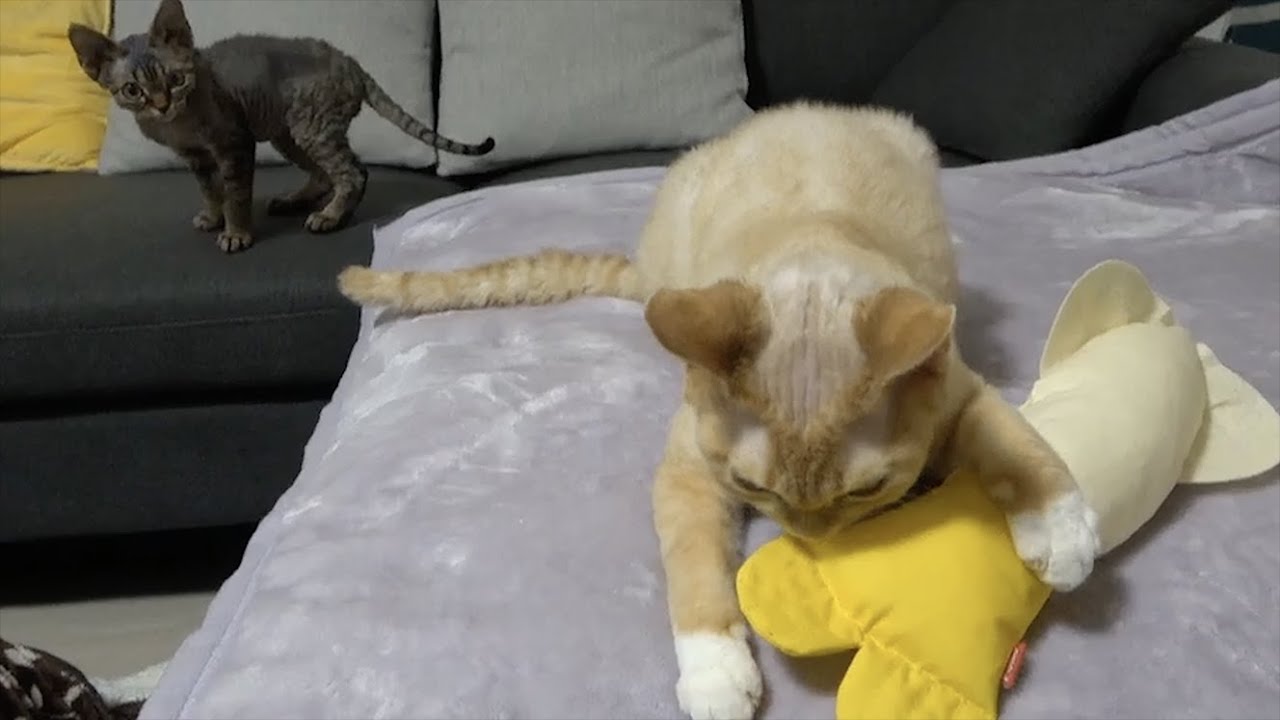 いつも優しいデボンレックス兄が凶暴になってしまいました(A squid-shaped toy changed a gentle boy)