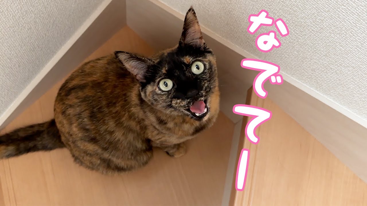 甘えモードのサビ猫はこれだけデレデレになります！！