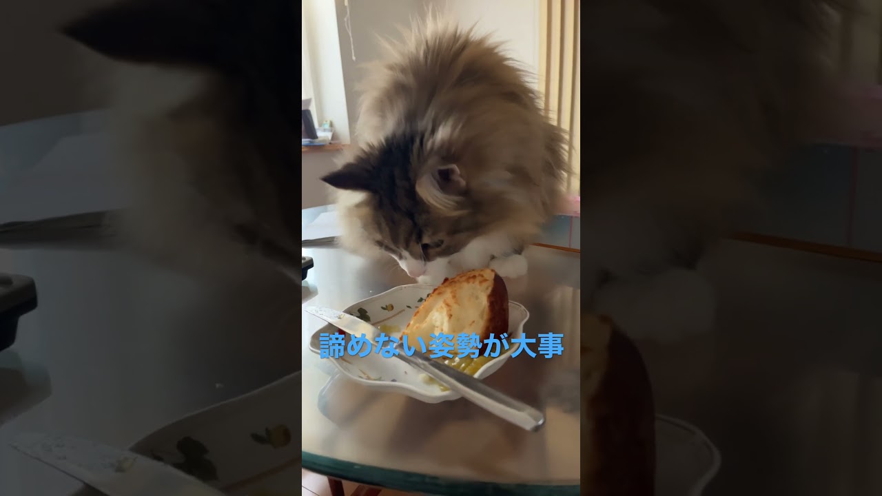 あきらめない猫の成功#shortsvideo #ノルウェージャンフォレストキャット #cats #cat #norwegianforestcat #猫動画 #かわいい #可愛い猫 #かわいい猫