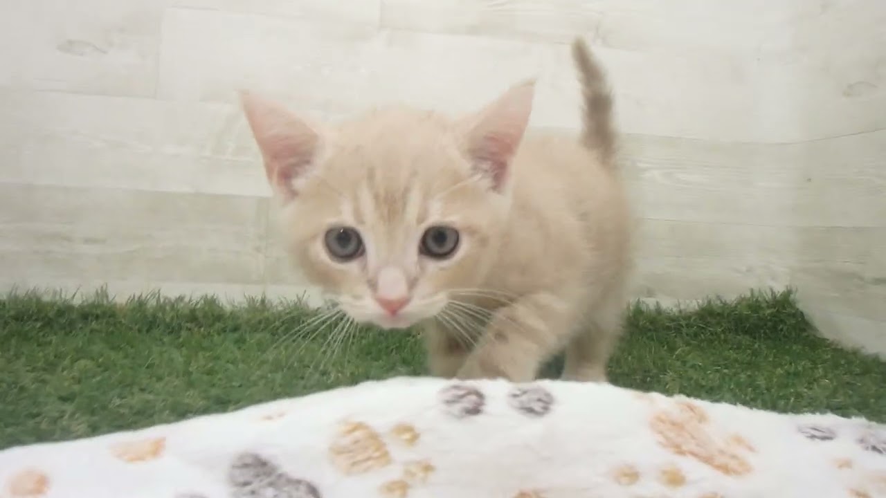 00623684 アメリカンショートヘアー