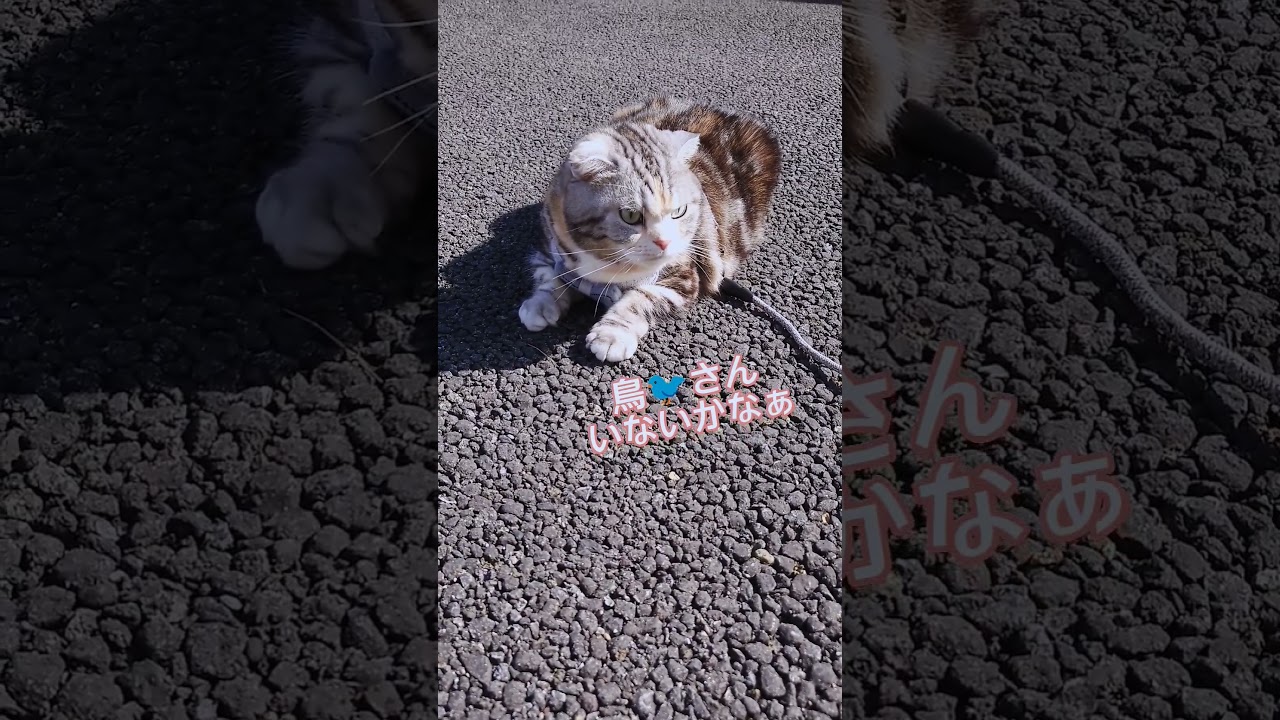 最後までみてください😸#shorts #スコティッシュフォールド #猫