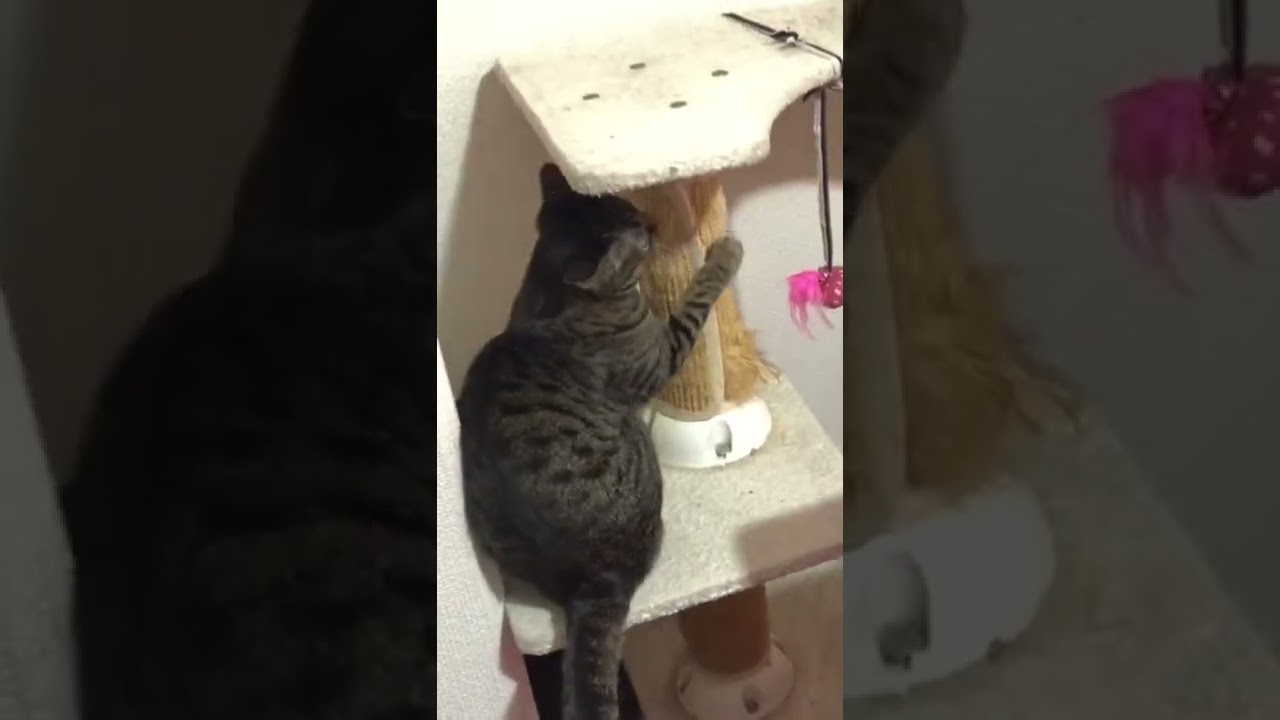 「爪とぎ】ミーちゃんの爪とぎ（キャットタワー編）【日本猫のミーちゃん】#shorts