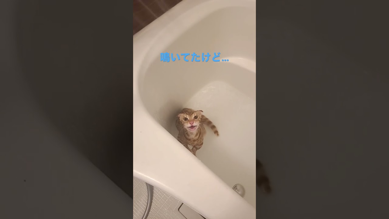 お風呂得意じゃないけど…ボール遊び楽しいコモドン🐈 #キンカロー #cat #猫 #cutecat #子猫 #kitten #猫のいる暮らし #animal #funnycat #cute