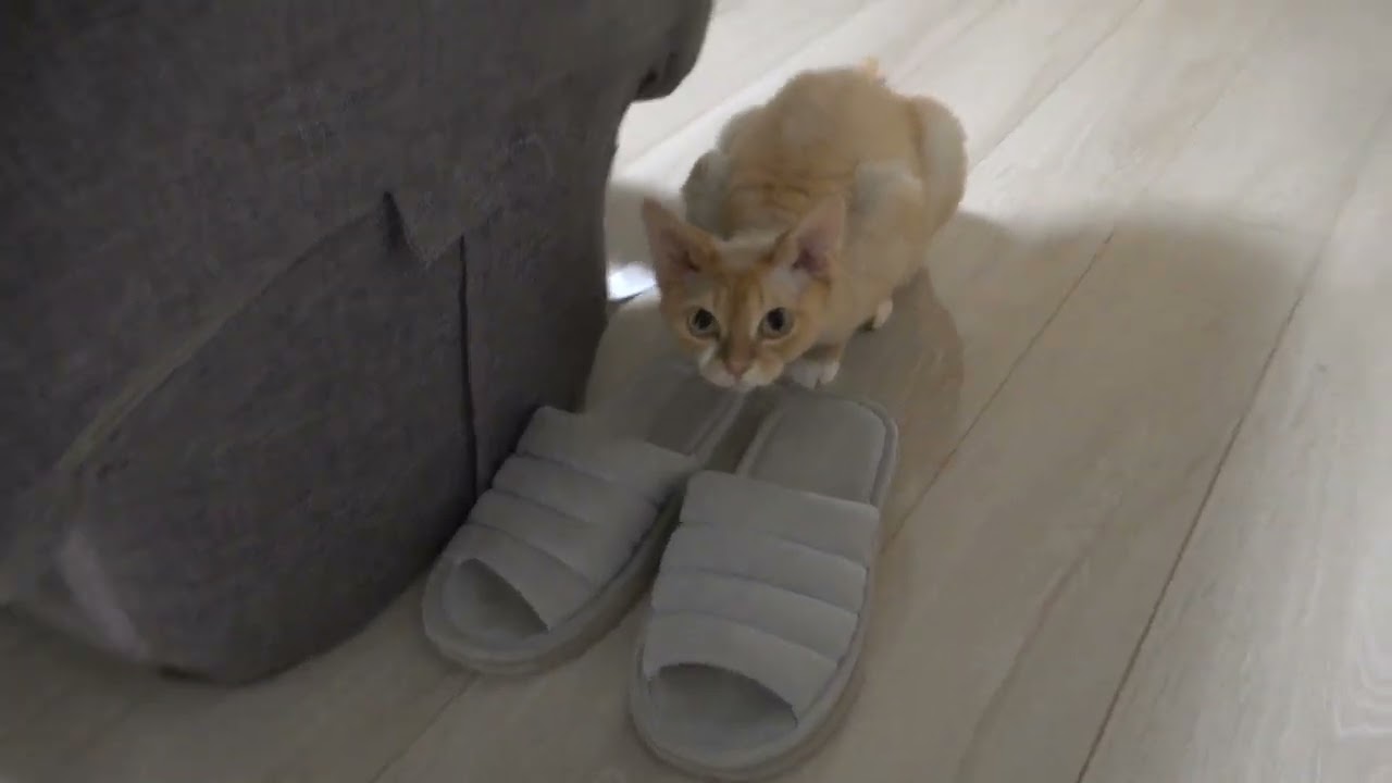 デボンレックス兄弟の日常、サンダル大好きなBlancaちゃん(My cat likes to smell sandals)