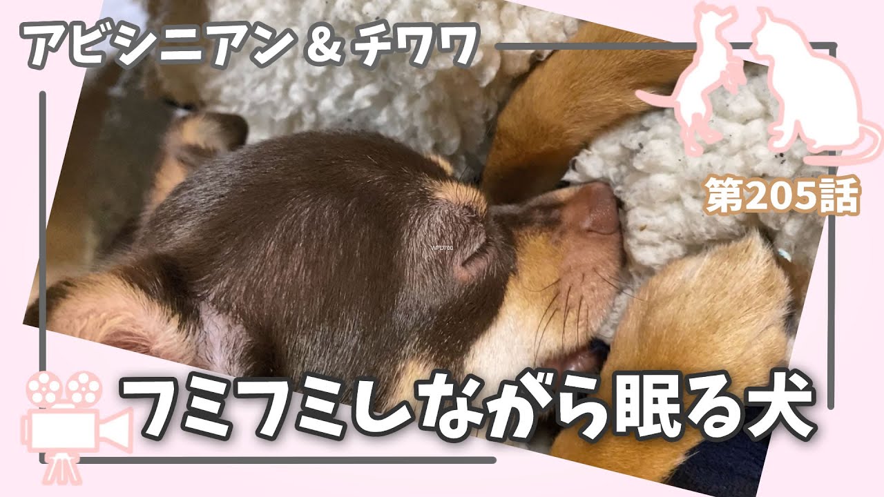 [205話] (チワワ&アビシニアン) フミフミしながら眠る犬 癒し動画