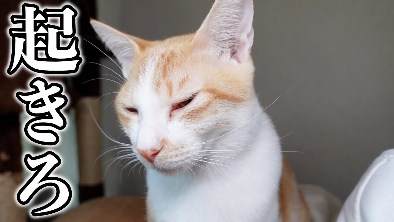 寝ぼけながら皆を起こしにやってくる子猫…笑