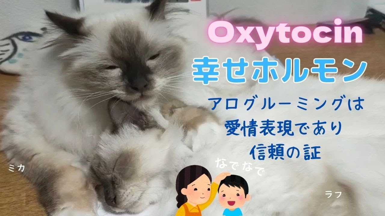 アログルーミングは愛情表現【幸せホルモン】Oxytocin（バーマン猫）Birman/Cat