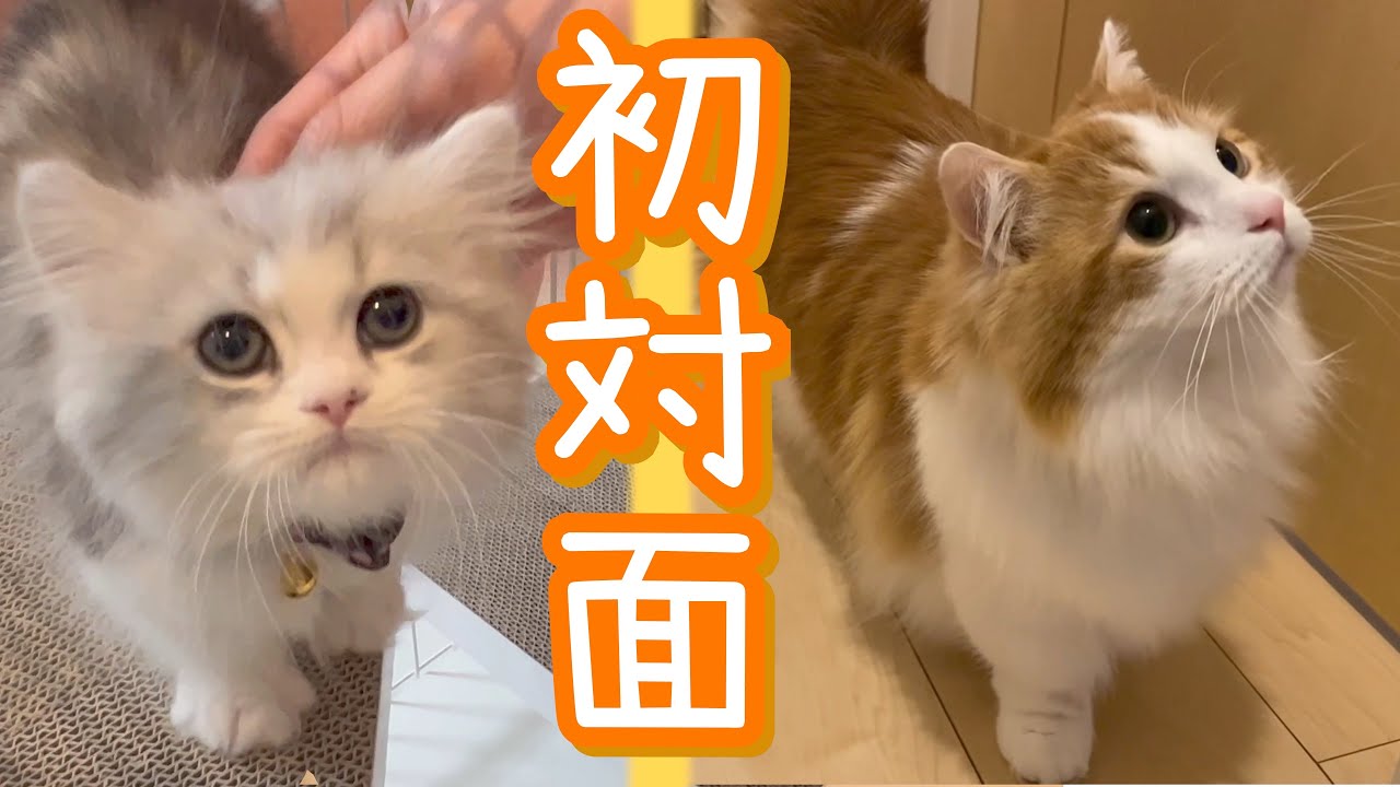 先住猫と新入り猫の初対面！【マンチカン、ミヌエット】
