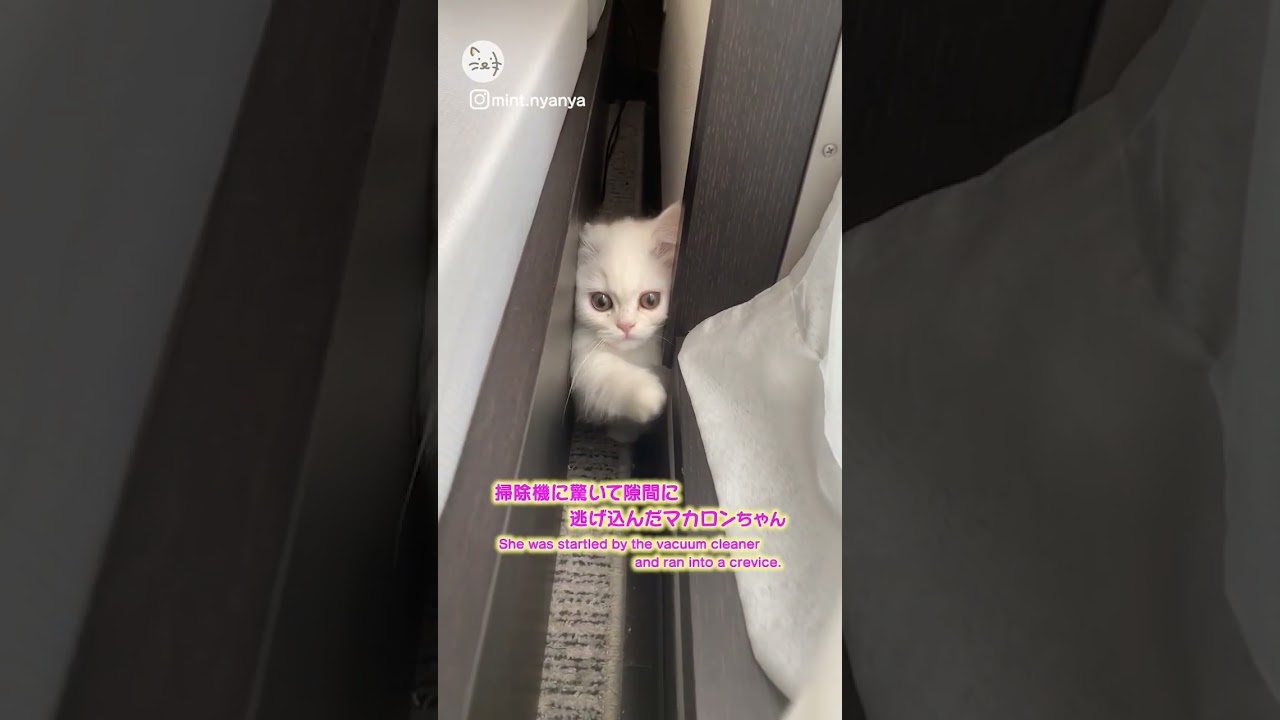 掃除機に驚いて隙間に逃げ込んだ子猫🐈ミヌエット子猫「マカロンちゃん」！Get into the crevices！ #猫王国 #ミヌエット #子猫 #cat
