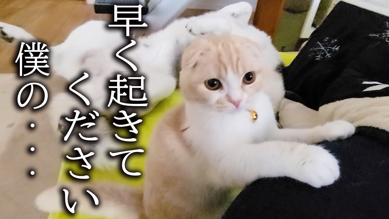 お昼寝していると子猫が騒いで起こすのでついて行くと...