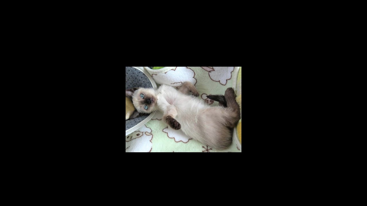 ひょいっと起き上がる生後２ヶ月のシャム子猫👶 #Shorts #siamesekitten