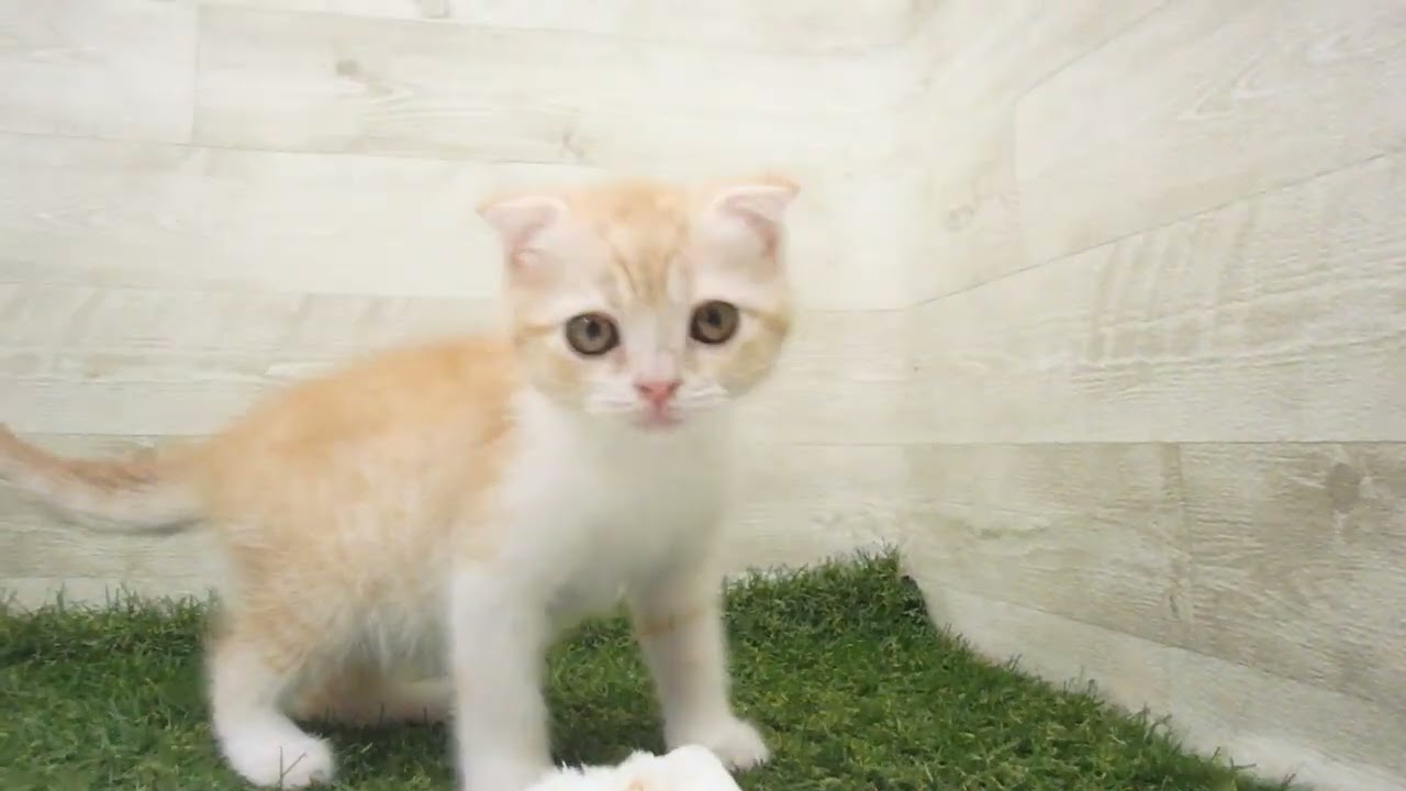 00622159 スコティッシュフォールド